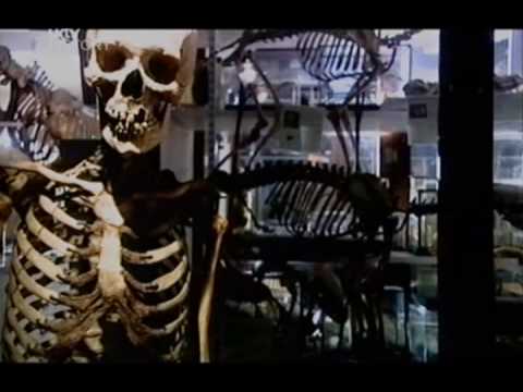 Part 1 of 5 - The Day We Learned to Think - BBC Horizon