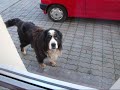 Click here to watch this video Berneński pies pasterski 