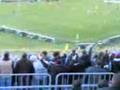 videos de Bergamasco bastardo !!!!