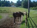 My First Horse