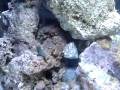 videos de MOV04324.flv