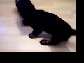 My cocker spaniel Billy 2