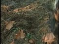 What is Biodynamic Soil?