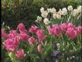 What is Biodynamic Soil?