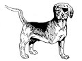 Alf - 8-bit nudles
