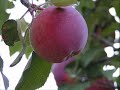 Pressing Cider