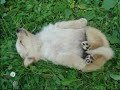 funny dogs 3