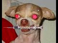 Funny Dogs 3