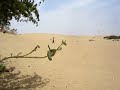 Medanos de Coro - Venezuela