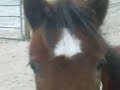 floortje in galop