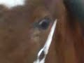 floortje in galop