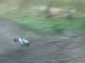 Gv Buggy dirt jumps Gv Buggy dirt jumps