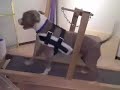 Pit Bull on treadmill
