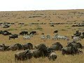 Zebras and wildebeest in maasai mara