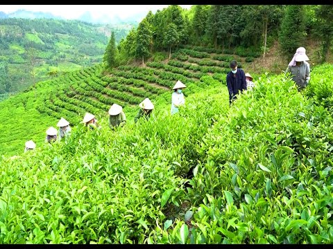 Xóa đói giảm nghèo, tạo sinh kế bền vững cho đồng bào dân tộc từ cây Chè