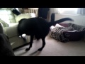 Bella being mental chasing her tail