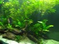 discus tank 585ltr