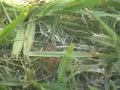 Wasp Fight Wasp Fight