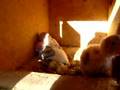 videos de Wellesittichbabys 1
