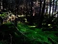 Mossy forest Mossy forest