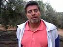 arranca la recolecció doliveres mil·lenàries al maestrat