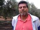 arranca la recolecció doliveres mil·lenàries al maestrat