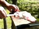 Fillet Rainylake Crappie Fillet Rainylake Crappie