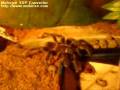 videos de Lasiodora vs Karaczan Madagaskarski