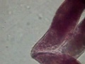 Triple Conjugates