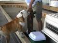 Tillman & Tyson Skateboarding Together