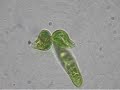 Binary fission Euglena