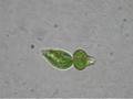 Binary fission Euglena