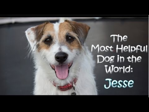 helpful - Think Jesse's a Star Dog?☆ Please VOTE for him at the link below =o) http://moderndogmagazine.com/stardog/entry/jesse-0 All you have to do is hit the vote b...