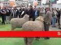 WA's ewe beauty at Bendigo Sheep Show