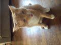 My Cat Tiger!