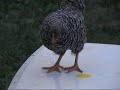 Chicken Shaping