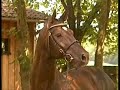 sk8er-boi-horses.html