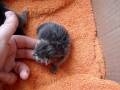 videos de One day old Kittens