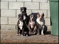DOG WHISPERER / BULLY WHISPERING