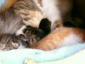 fuchagis family vol 62