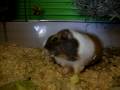 videos de Elfriede und Kimmi