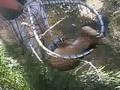 Guy-Catches-Monster-