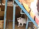 Kittens in essaouira