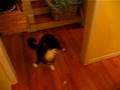 videos de dancing_gypsy.AVI