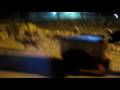 videos de Working Dog