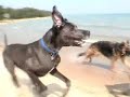 Blue  Great   Dane  Jumps High
