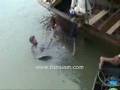 Giant freshwater stingray estimated 120kg+ by fishsiam.com.