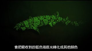 每日酷知識:你知道有些鯊魚會「發光」嗎?