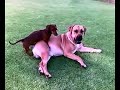 Daschund bonking a big  Boerboel