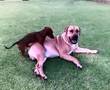 Daschund bonking a big Boerboel